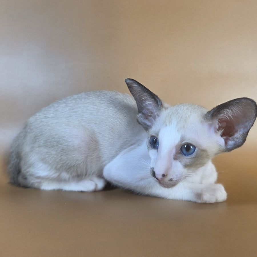 Cheesecake Oriental Shorthair male, black mitted