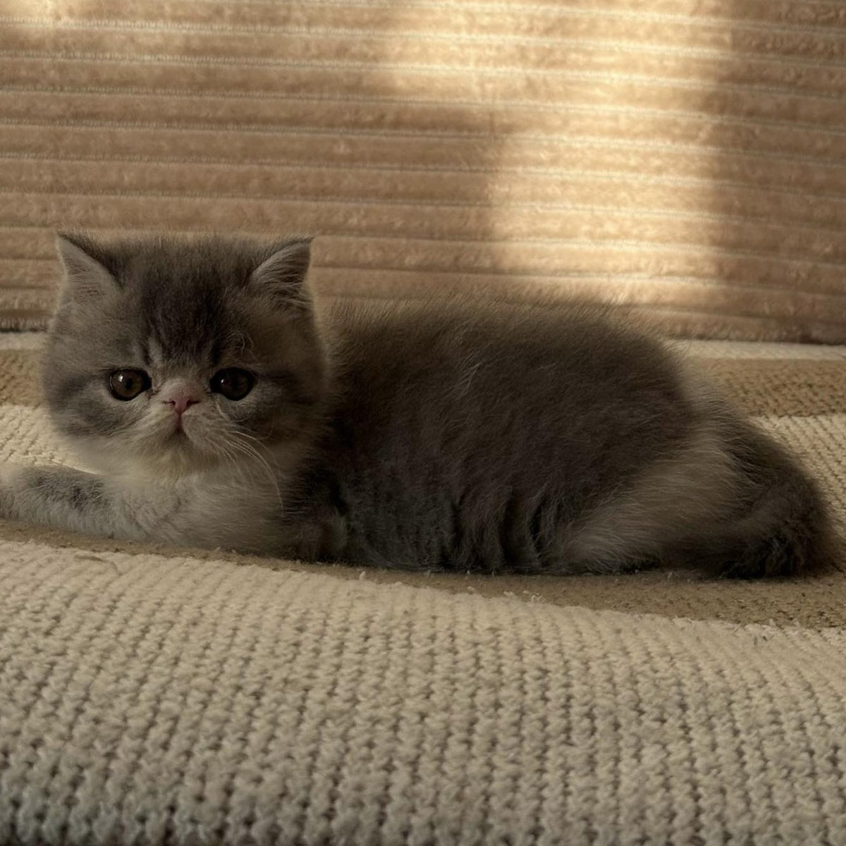 Marie Exotic female, blue bicolour spotted tabby