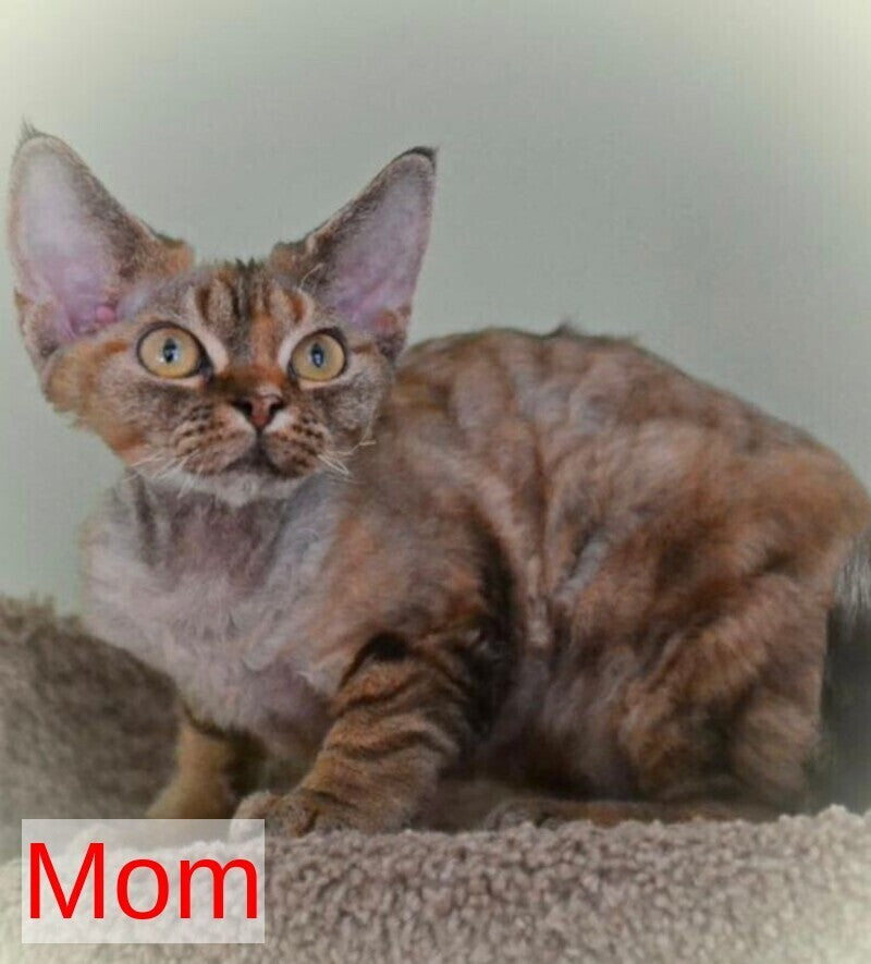 Dave Devon Rex male red bicolour live animals