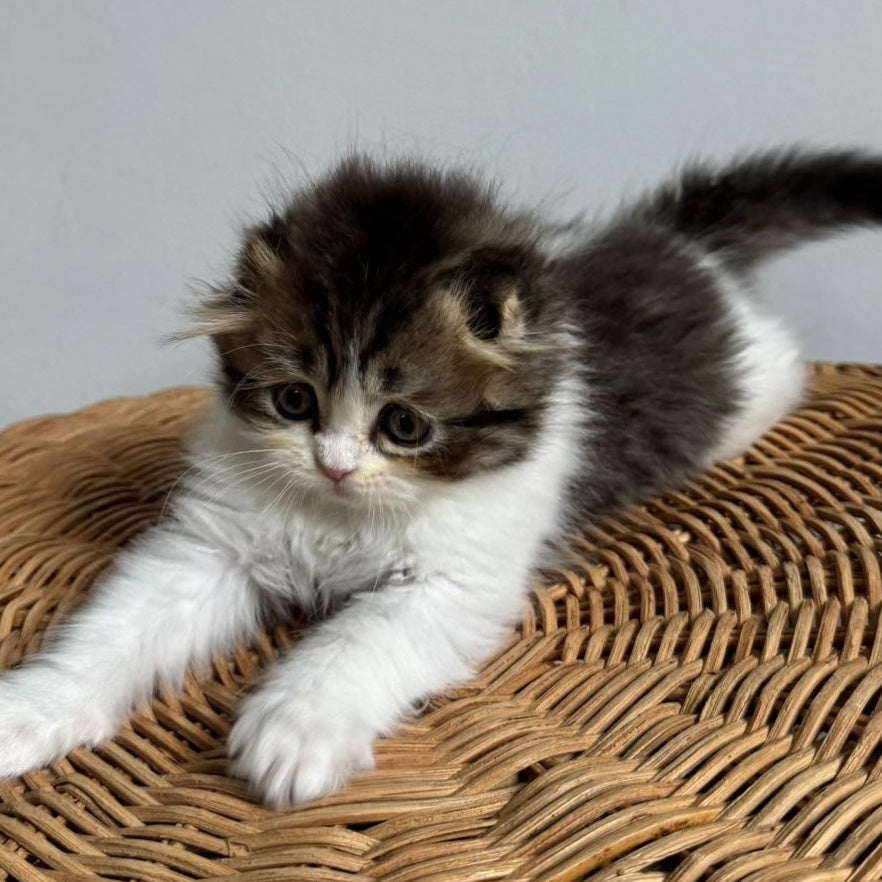 Kash Scottish Fold female, black tabby bicolour