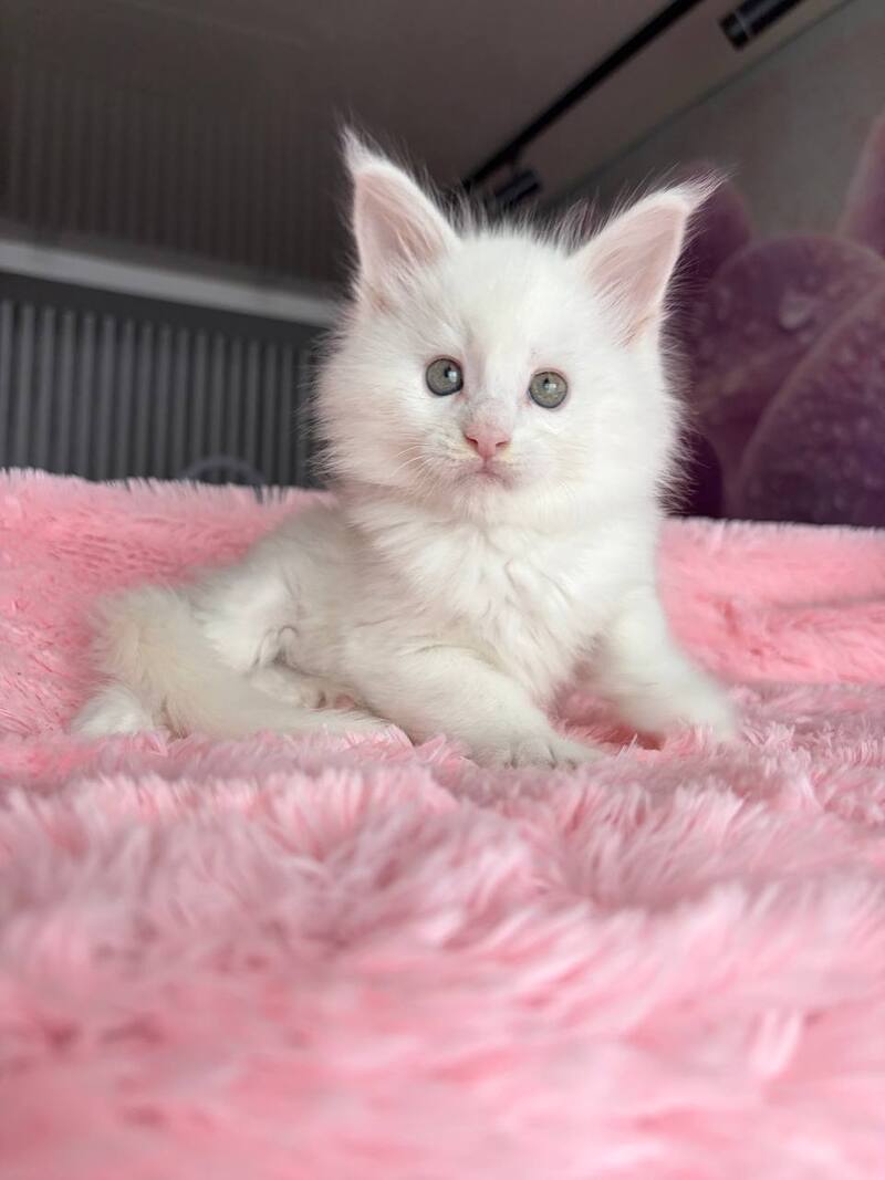 White Angel Maine Coon male white - live animals
