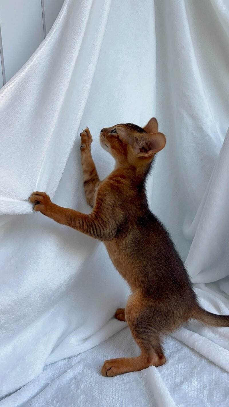 Saimon Abyssinian male, ruddy