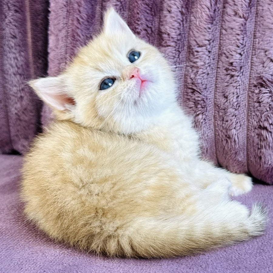 Jaya British Shorthair female, chocolate golden spotted tabby