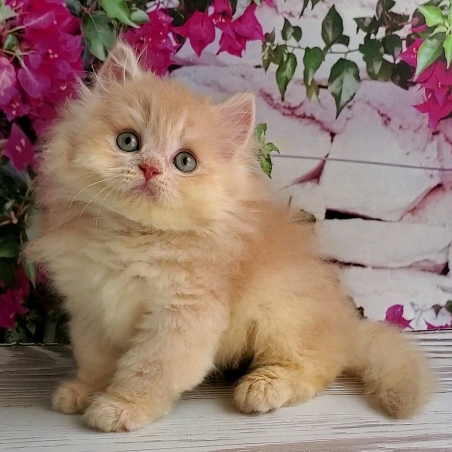 Bounty British Longhair male, lilac golden chinchilla