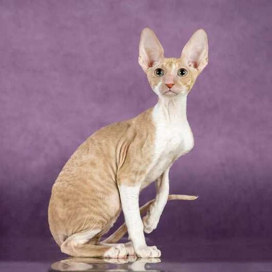 Cosmo Cornish Rex male, cream bicolour