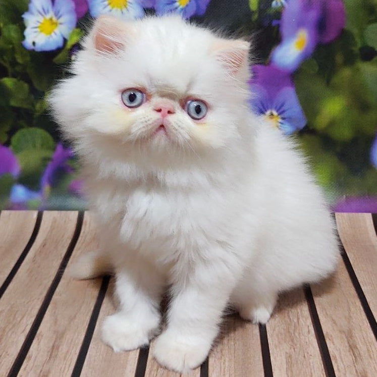 Sultan Persian male, cream pointed