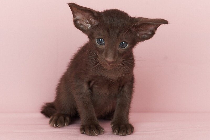 Quentin Oriental Shorthair male chocolate - live animals