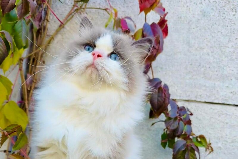 Velor Ragdoll male, blue bicolour