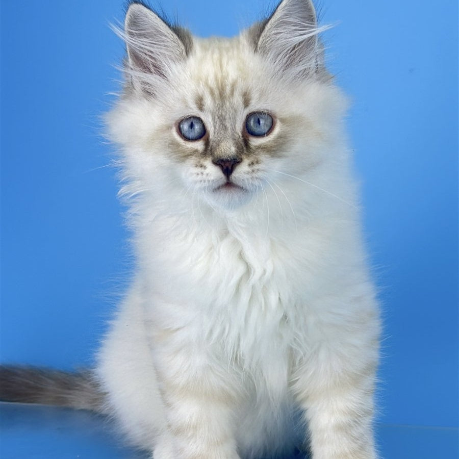 Atos Siberian male, black tabby pointed bicolour
