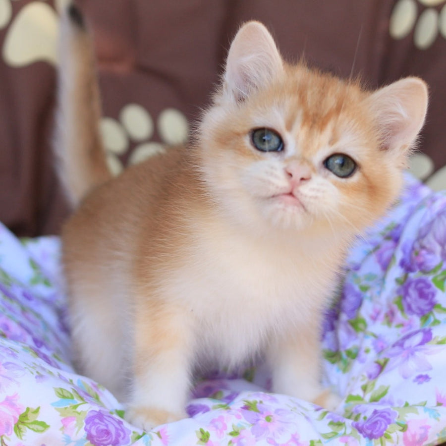 Qumquat British Shorthair male, black golden chinchilla