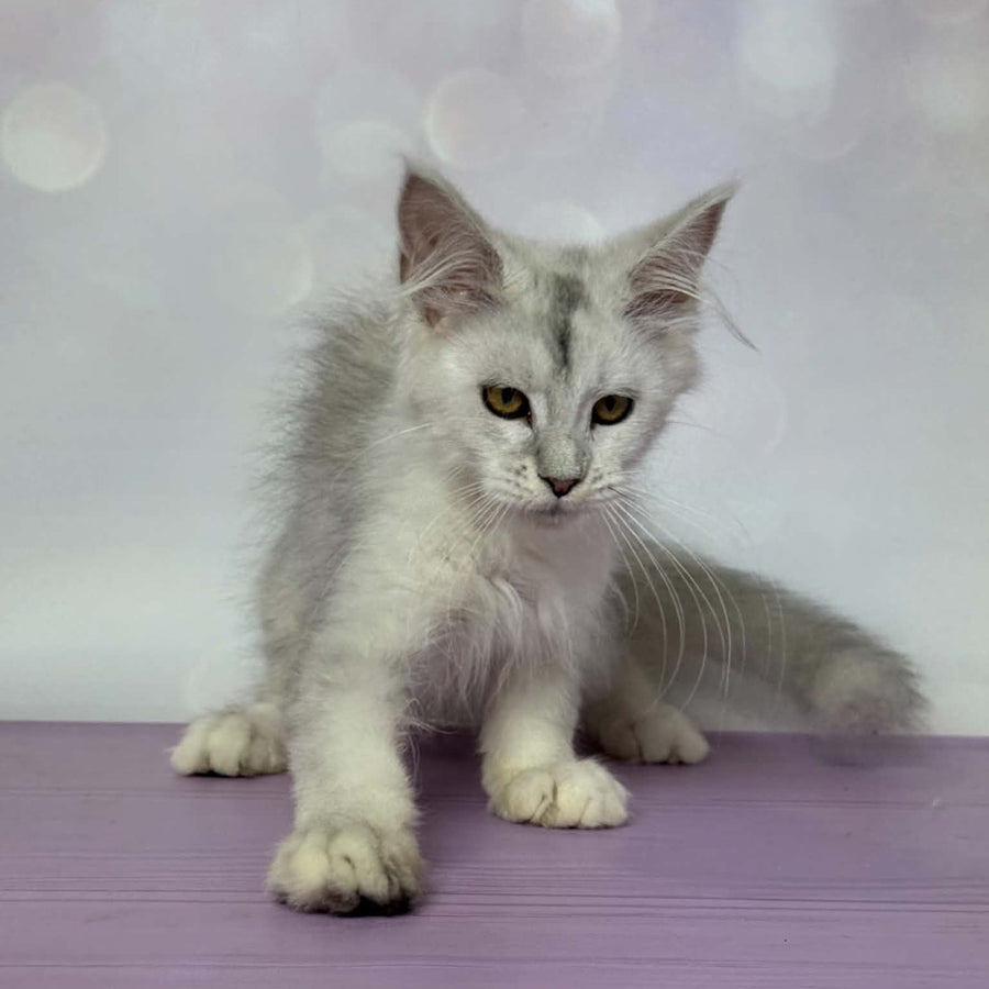Bree Maine Coon female, black silver shaded with white