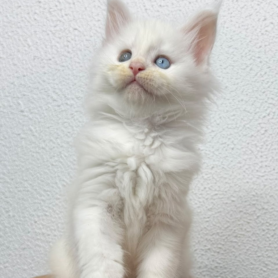 Bella Maine Coon female, white