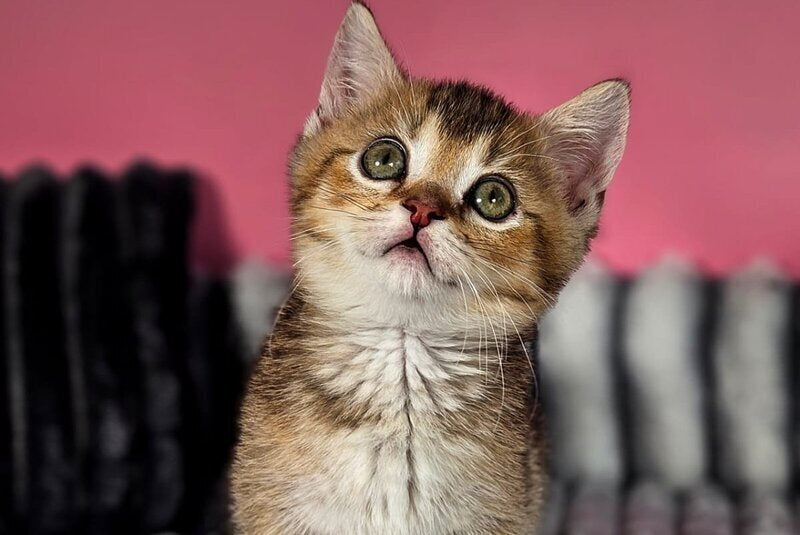 Mikaella Munchkin female, black ticked tabby