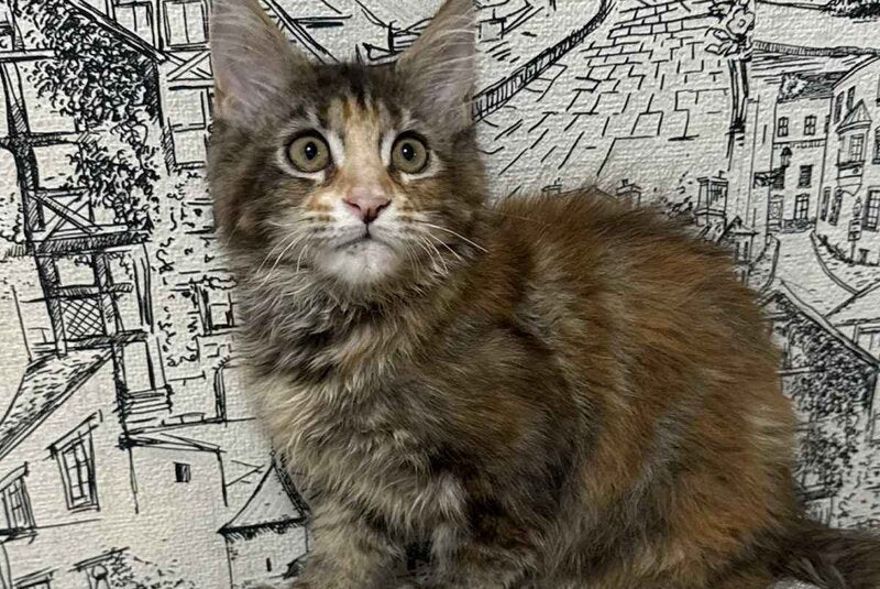 Fima Maine Coon female, black tortie tabby