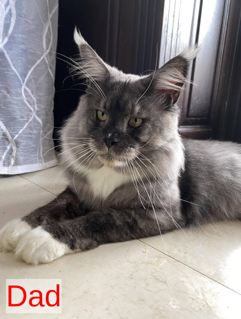 Wanessa Maine Coon female black tortie tabby live animals