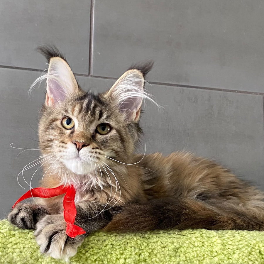 Six Maine Coon female, black tortie tabby