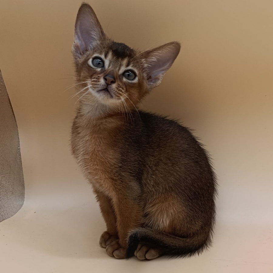 Mikkel Abyssinian male, black