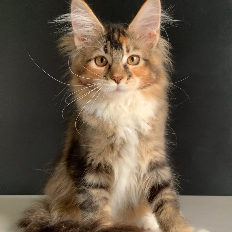 Olivia Maine Coon polydactyl 7x7x6x6 female, black tortie ticked tabby bicolour