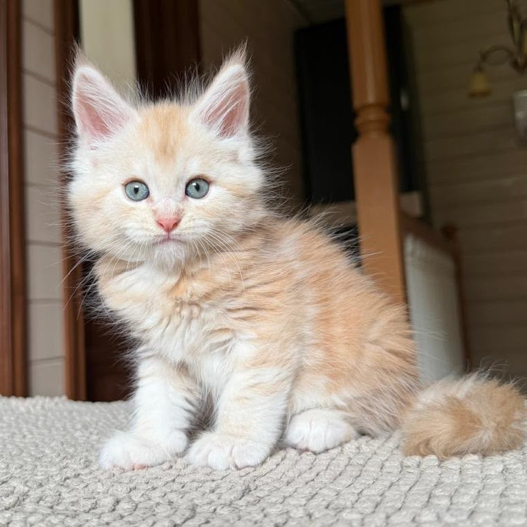 Champ Maine Coon male, red silver tabby