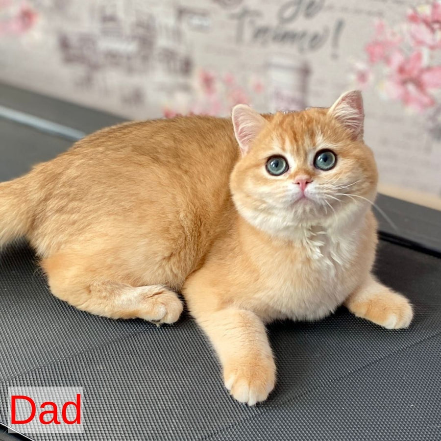 Wilma British Shorthair female, black golden chinchilla