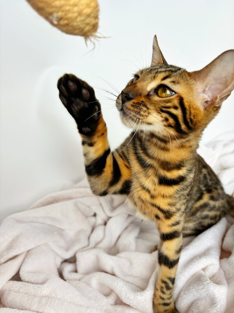 Lily Bengal female black spotted tabby - live animals