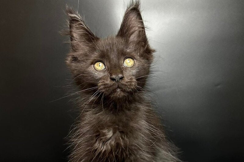 Barcelona Maine Coon female black - live animals