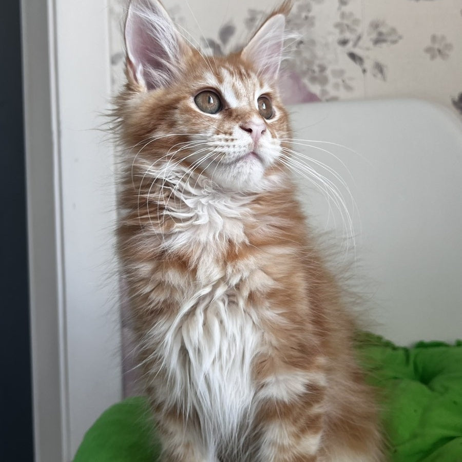 Sparky Maine Coon male, red tabby