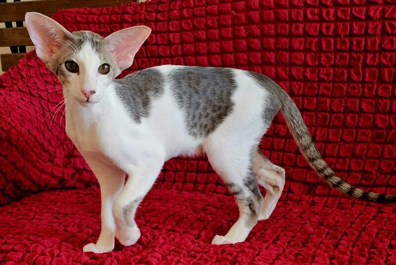 Romeo Oriental Shorthair male blue bicolour spotted tabby - live animals