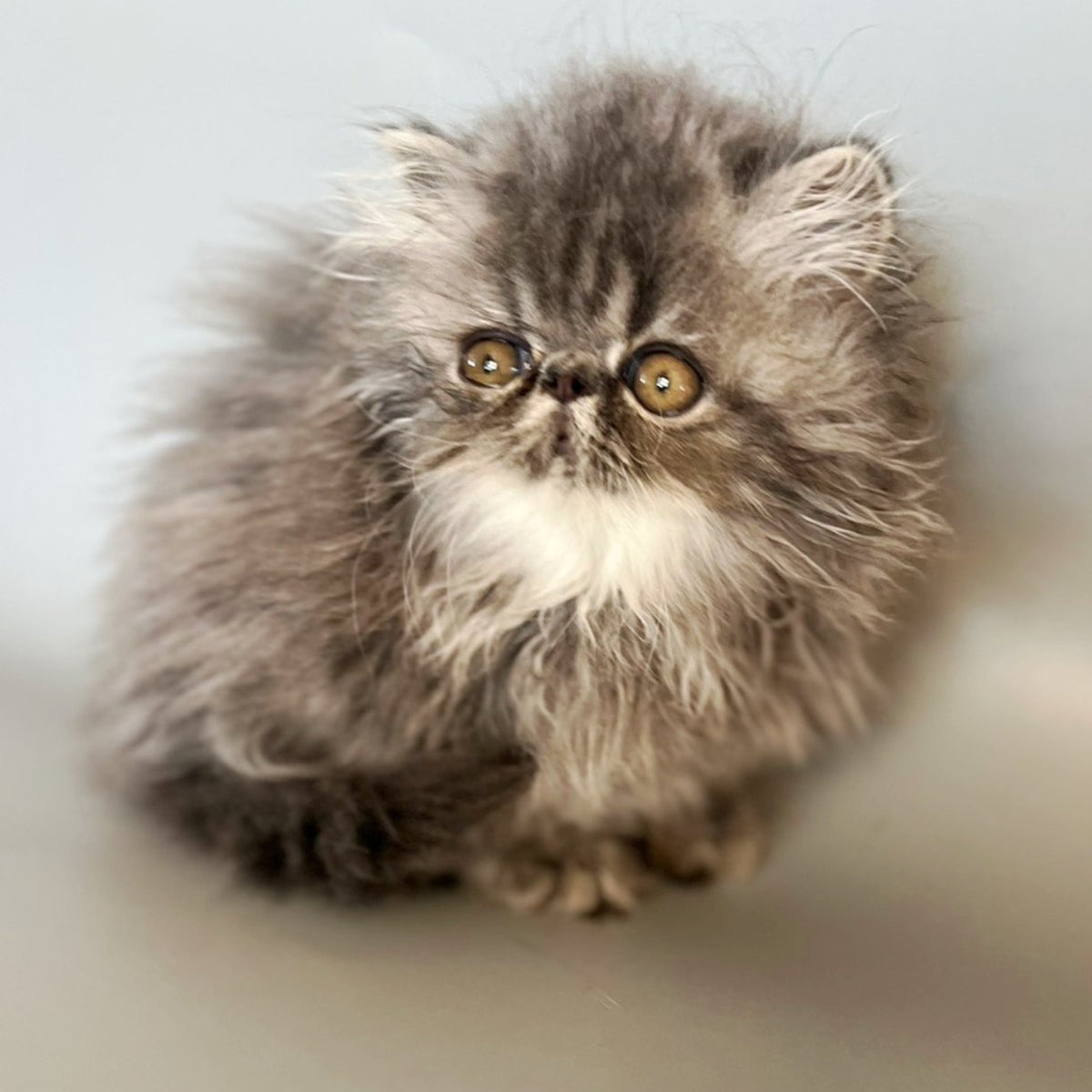 Balloo Persian male, blue silver spotted tabby