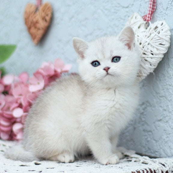 Deni British Shorthair male, black silver shaded
