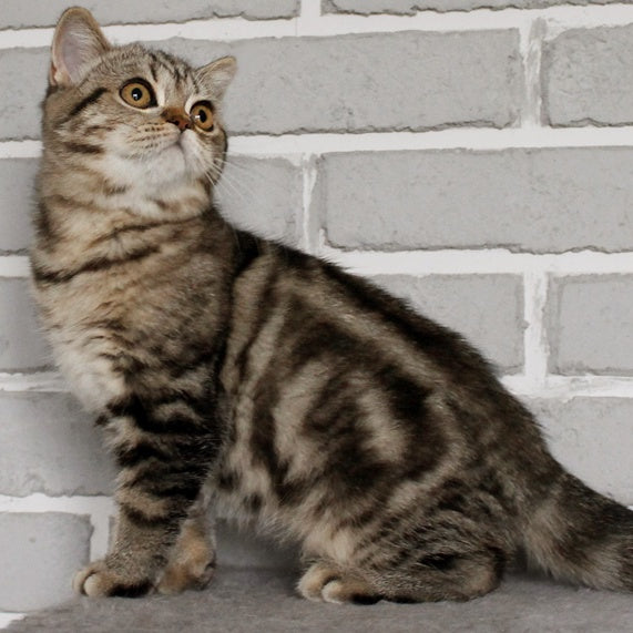 Yanessa British Shorthair female, black tabby