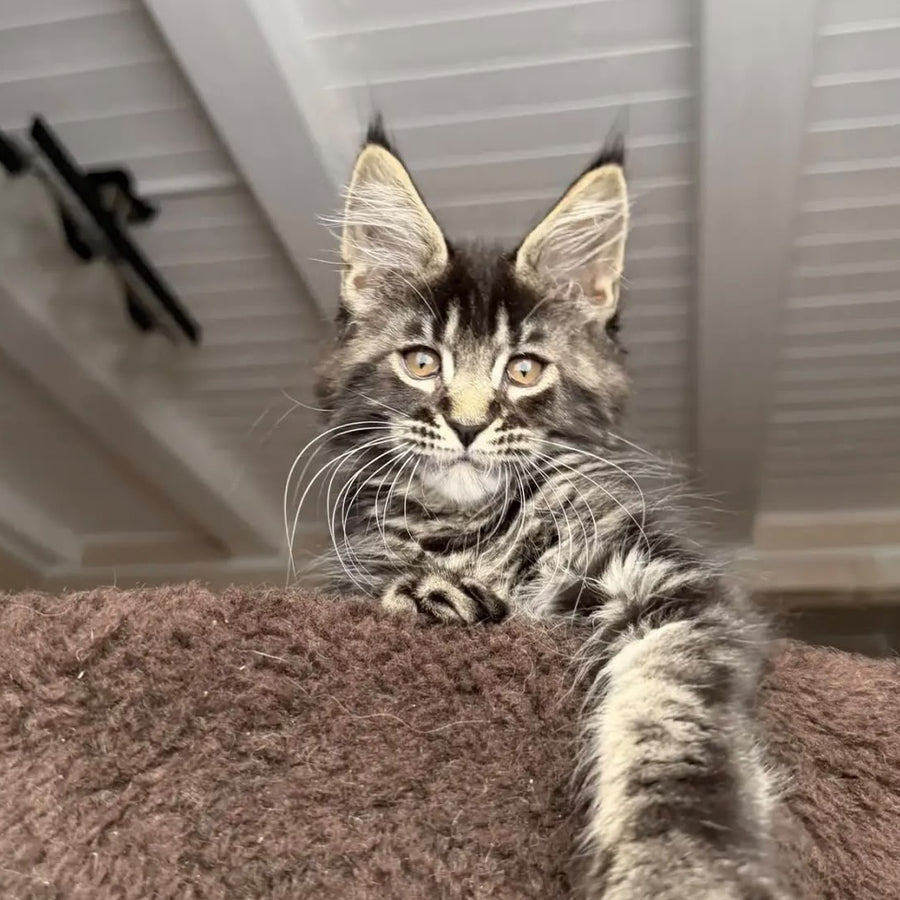 Chipper Maine Coon female, black tabby