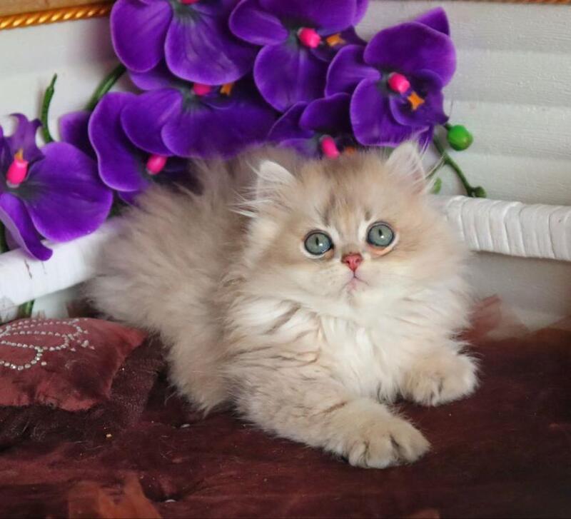 Marchello British Longhair male blue golden shaded - live animals