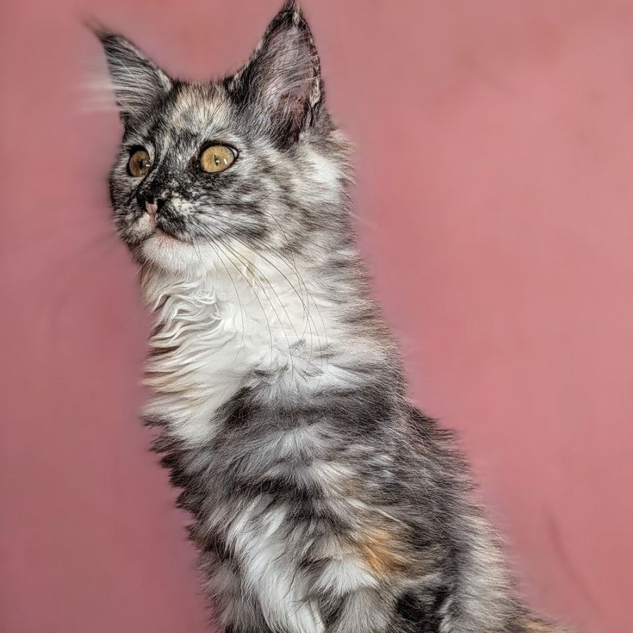 Westalia Maine Coon female, black tortie silver