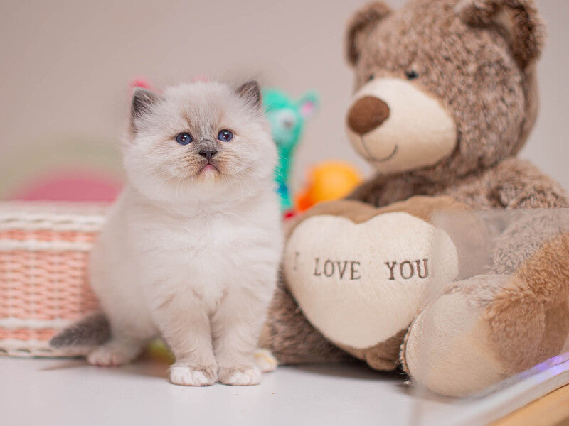 Whitney Ragdoll female, blue mitted