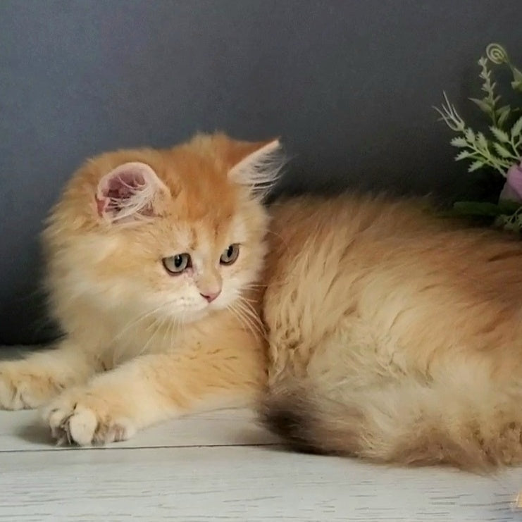 Biskvit British Longhair male, chocolate golden chinchilla