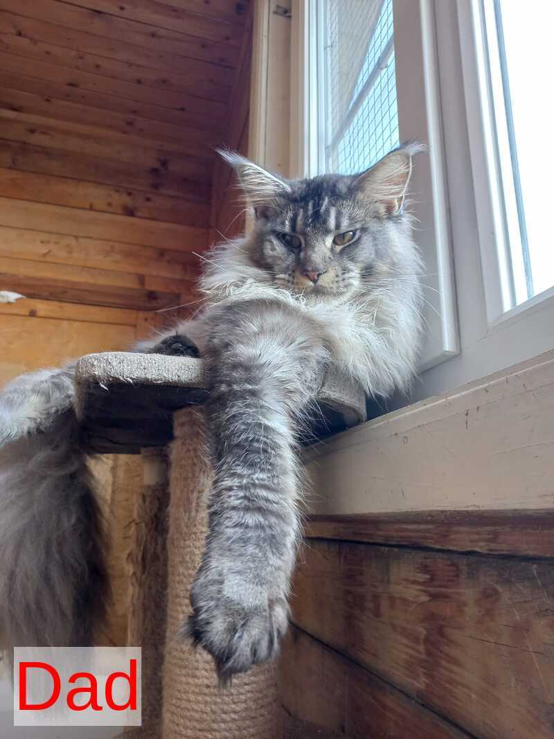 Dark Maine Coon male, black