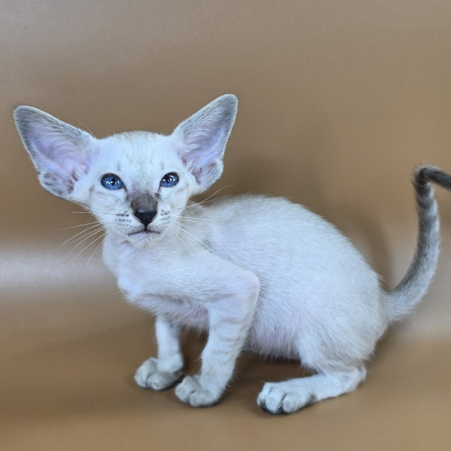 Yasmin Siamese female, black spotted tabby