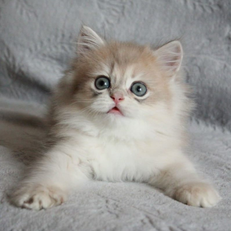 Kaiser British Longhair male, blue golden chinchilla