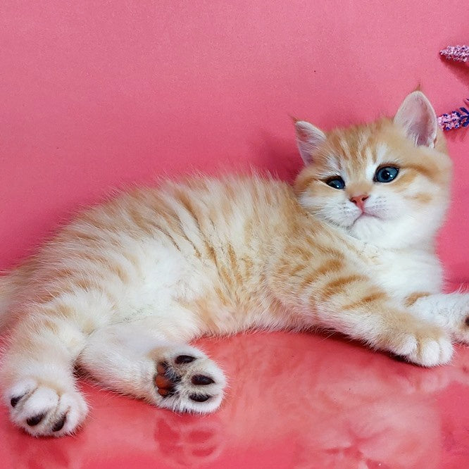 Kristopher British Shorthair male, black golden spotted tabby