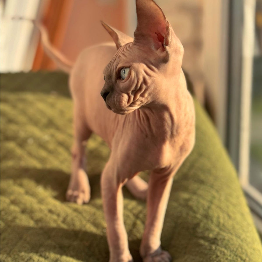 Fiona Canadian Sphynx female, blue pointed