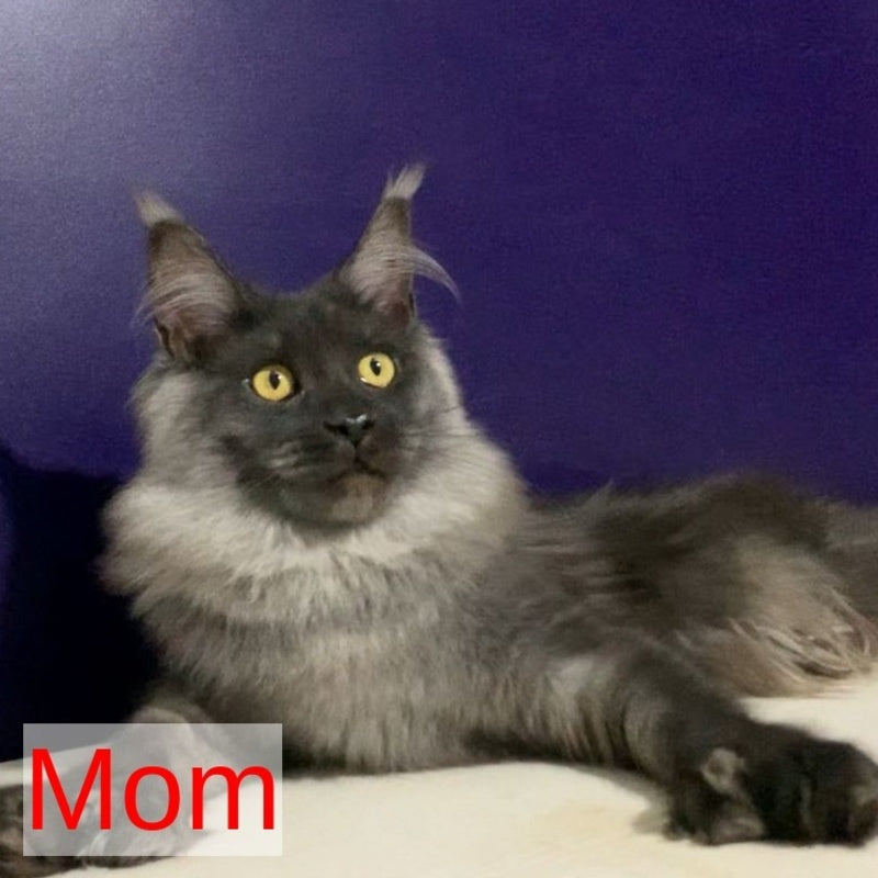 Quinella Maine Coon female, blue bicolour tabby