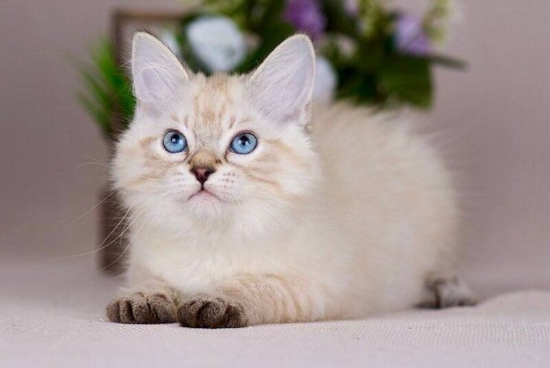 Halva Siberian female black tabby pointed - live animals