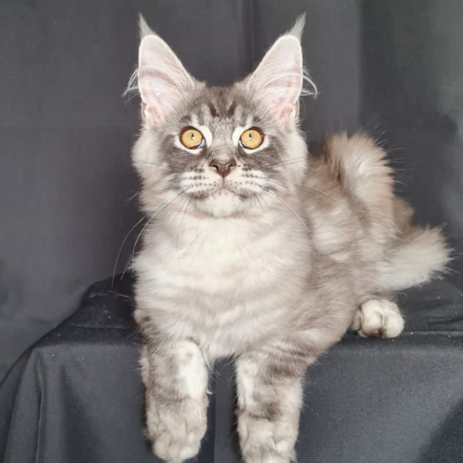 Lexus Maine Coon male, blue silver tabby