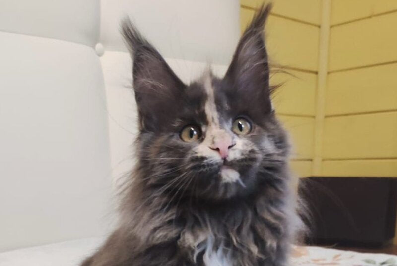 Enigma Maine Coon polydactyl female, blue tortie with white