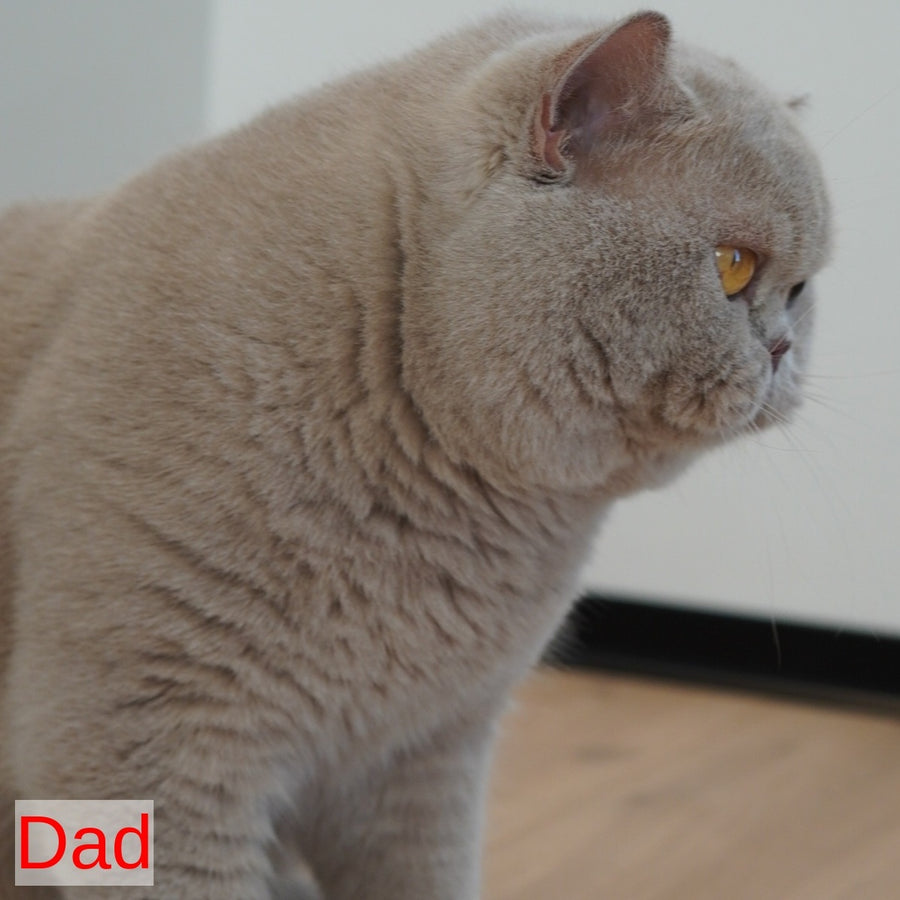 Ulysses British Shorthair male, fawn