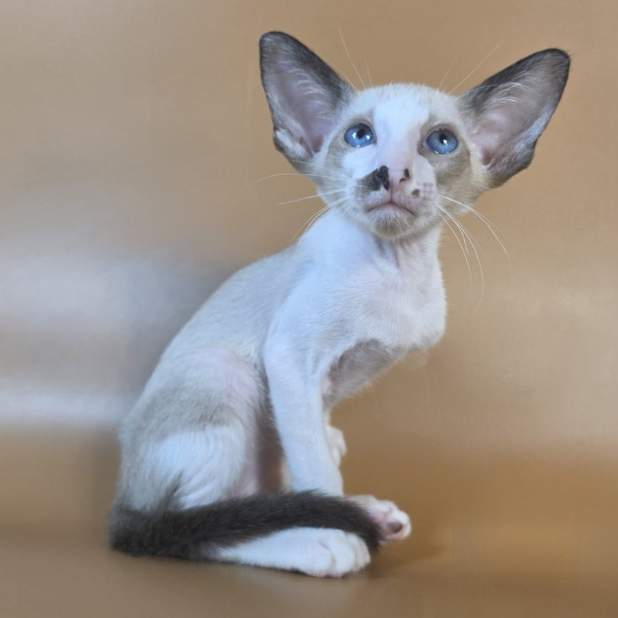 Cheesecake Oriental Shorthair male, black mitted