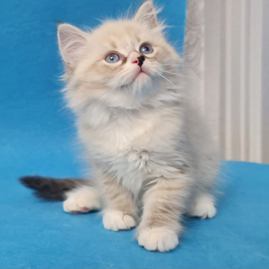 Benji Siberian male, black tabby pointed
