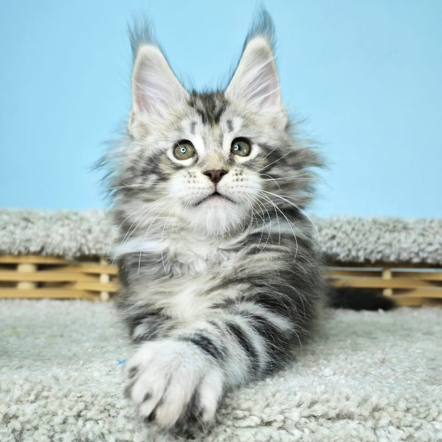 Henry Maine Coon male, black silver tabby