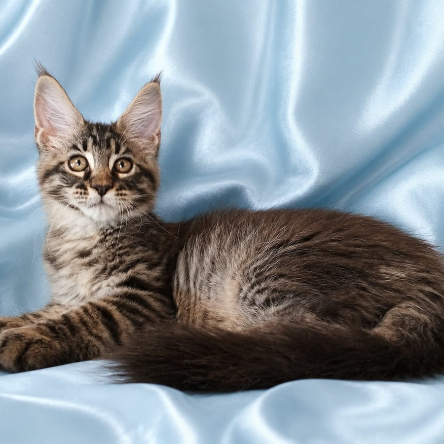 Vulf Maine Coon male, black tabby